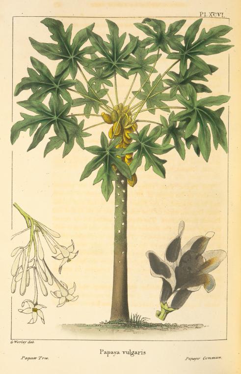 Papaw Tree [or Common Melon] (Papaya vulgaris).