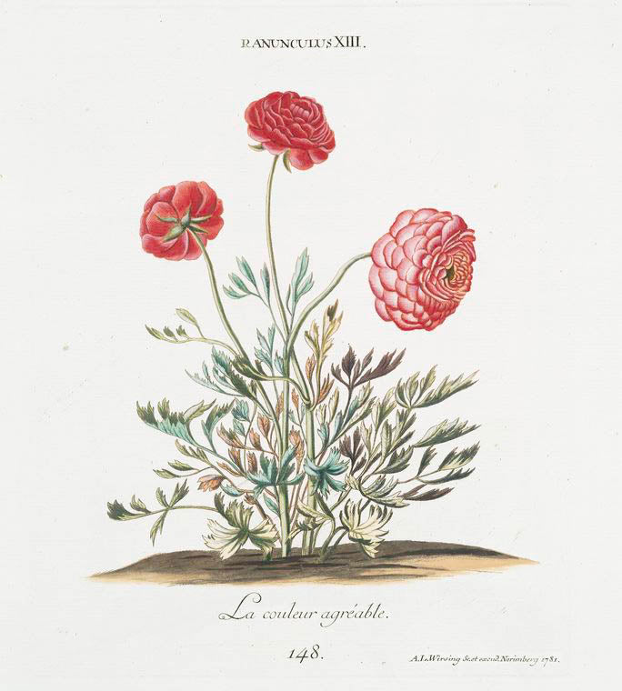 Ranunculus XIII. [Buttercup]