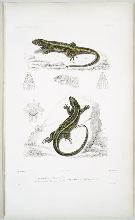 1. Proctotrète du Chili (var. A); 2. Proctotrète du Chili (var. B), Proctotretus chilensis.