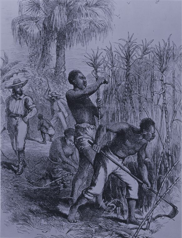 Sugar plantation