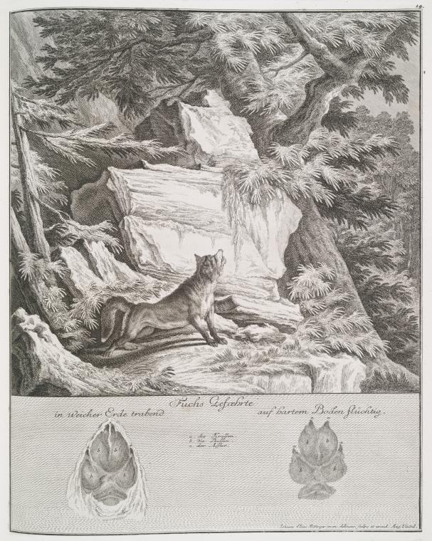 Fuchs Gefoehrte.