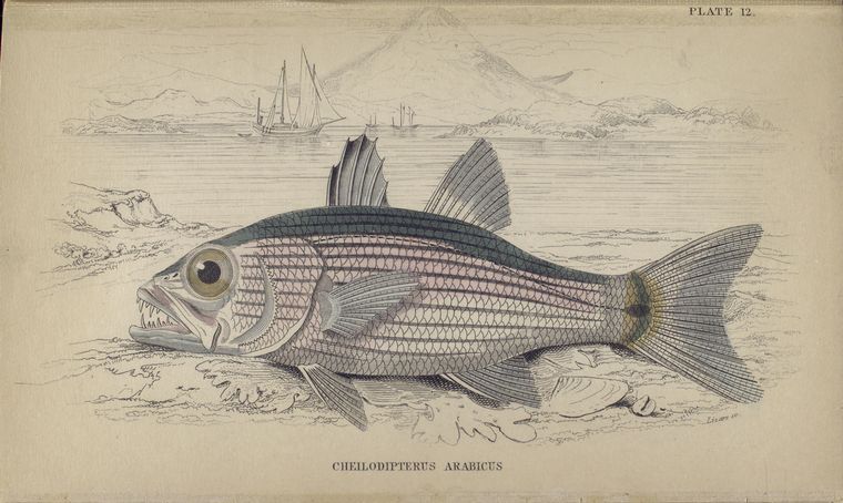 Cheilodipterus Arabicus.