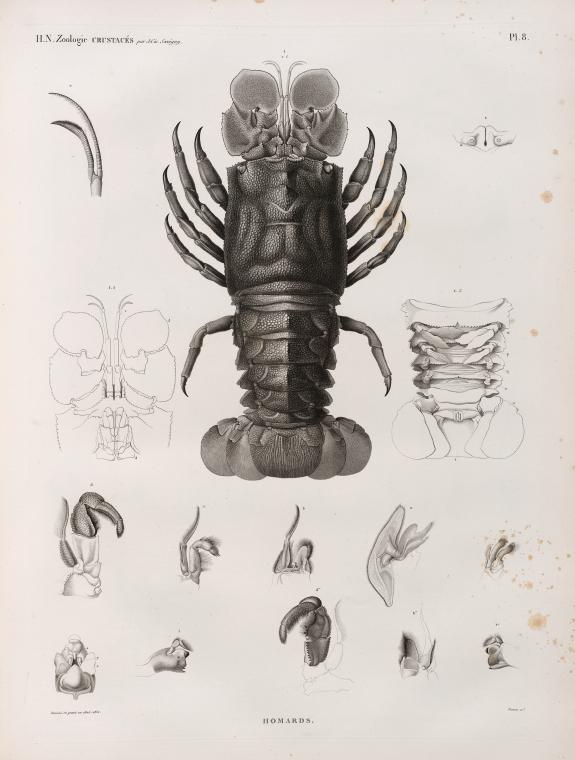 Zoologie. Crustacés. Homards.
