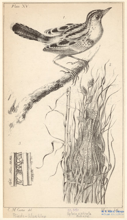 Sylvia cisticola, Europe