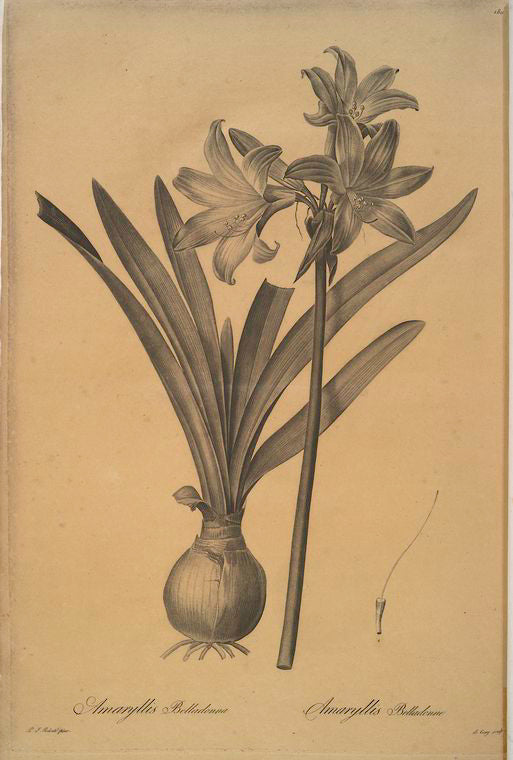 Amaryllis Belladonna