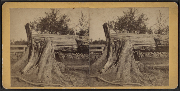 View of a downed tree.