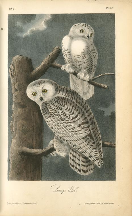 Snowy Owl
