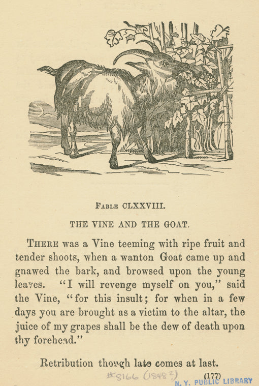 The vine and the goat.