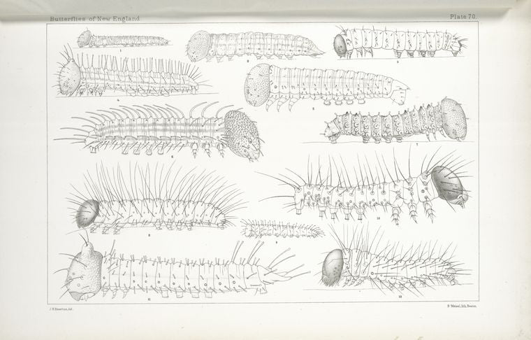 Caterpillars at Birth. - Nymphalidae.