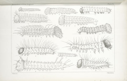 Caterpillars at Birth. - Nymphalidae.