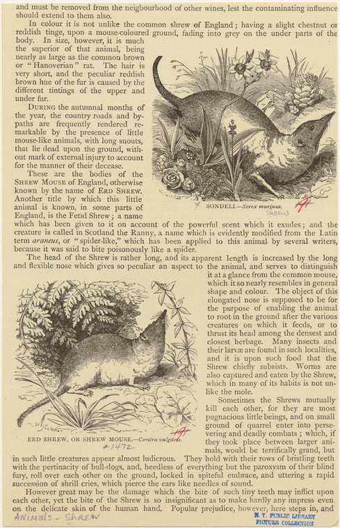 Erd shrew, or shrew mouse -- Corsira vulgaris ; Sondeli -- Sorex murinus