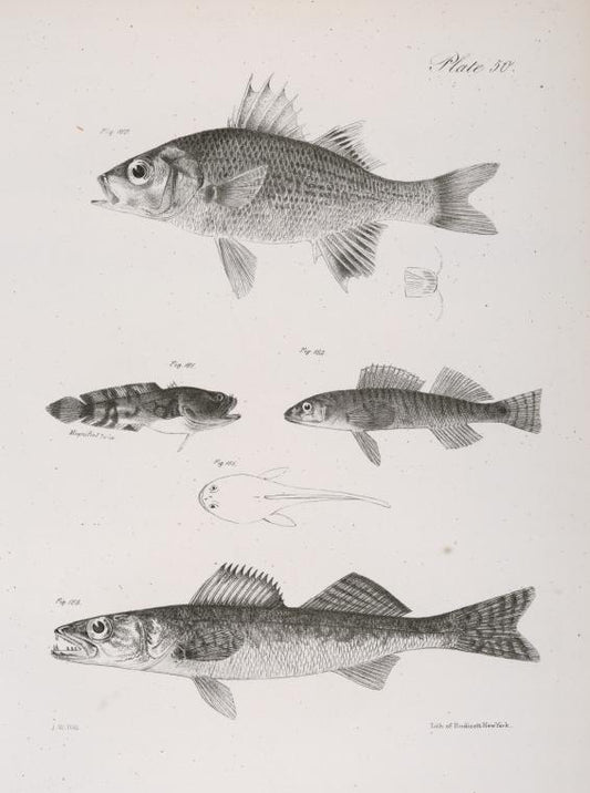 160. The Small Black Bass (Labrax nigricans). 161. The Two-spined Toad-fish (Batrachus celatus). a. Dorsal view of the same. 162. The Champlain Pickering (Pileoma fasciatum). 163. The Yellow Pike-perch (Lucioperca americana).