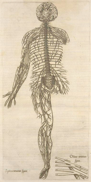 Septima neruorum figura -- Octaua neruorum figura.