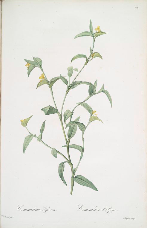 Commelina africana