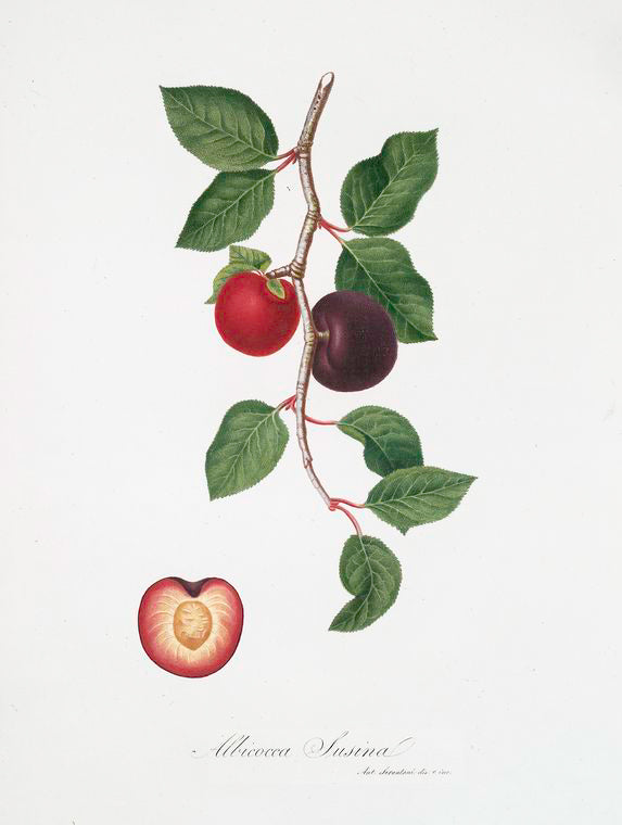 Albicocco Susino. [Armeniaca prunata ; Apricot]
