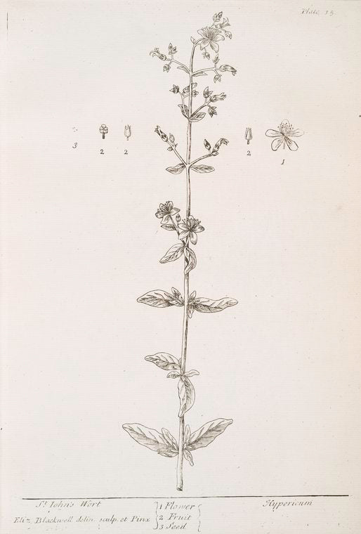 St. John's wort.