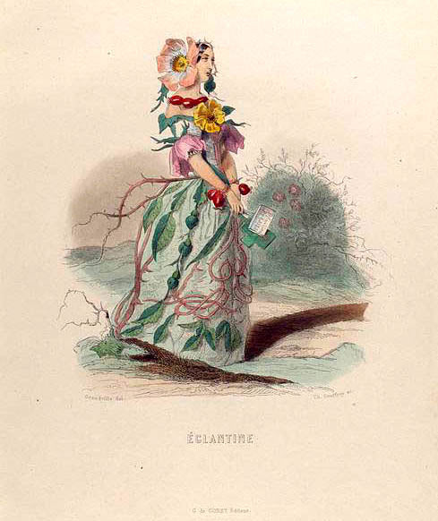 Églantine. [Wild rose, Sweetbriar rose]