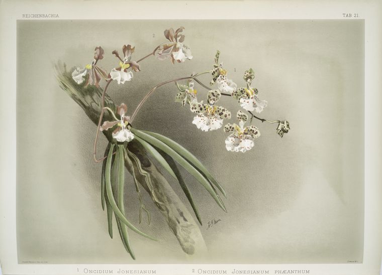 1. Oncidium jonesianum. 2. Oncidium jonesianum haeanthum.