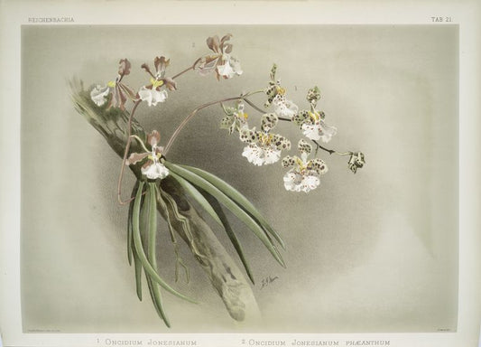 1. Oncidium jonesianum. 2. Oncidium jonesianum haeanthum.