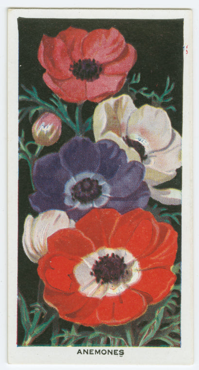 Anemones.