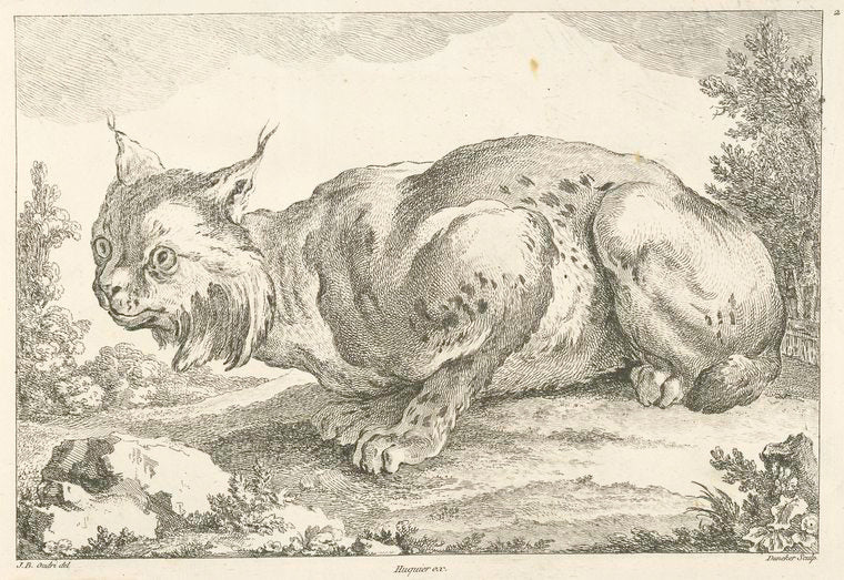 Lynx