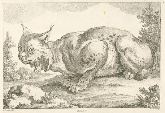 Lynx