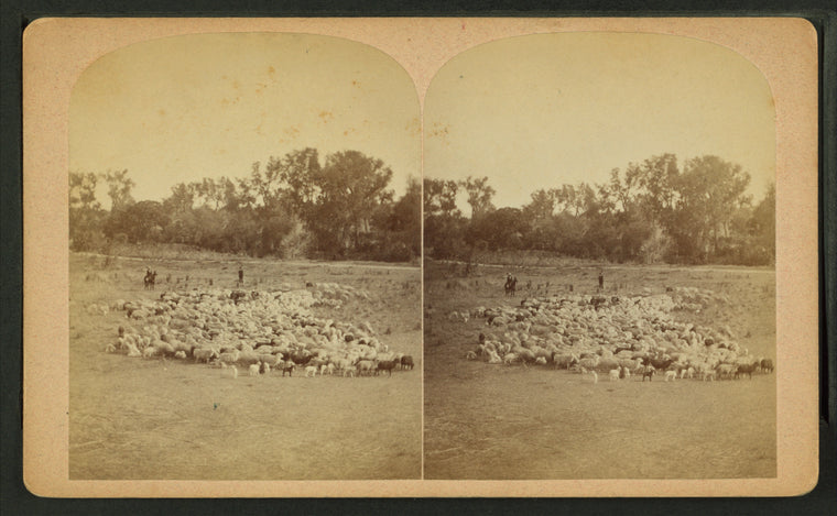 Sheep herding.