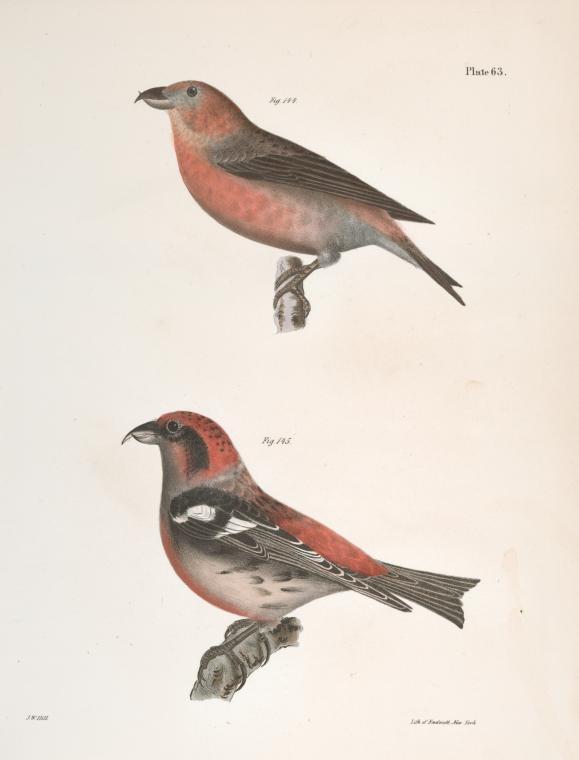 144. The American Crossbill (Loxia americana). 145. The White-winged Crossbill (Loxia leucoptera).