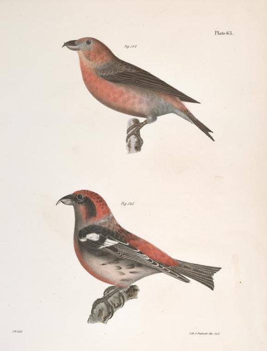 144. The American Crossbill (Loxia americana). 145. The White-winged Crossbill (Loxia leucoptera).