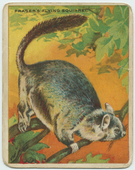 Fraser's Flying Squirrel.