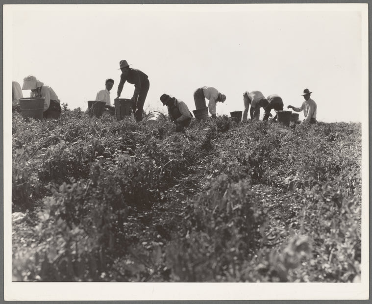 Harvesting peas requires large crews of migratory labor. Nipomo, California
