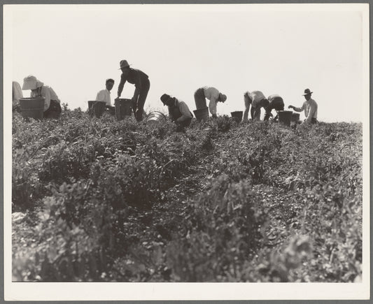 Harvesting peas requires large crews of migratory labor. Nipomo, California