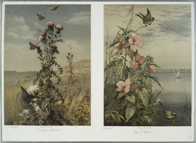 Thistle and Landscape; Marsh Mallow.
