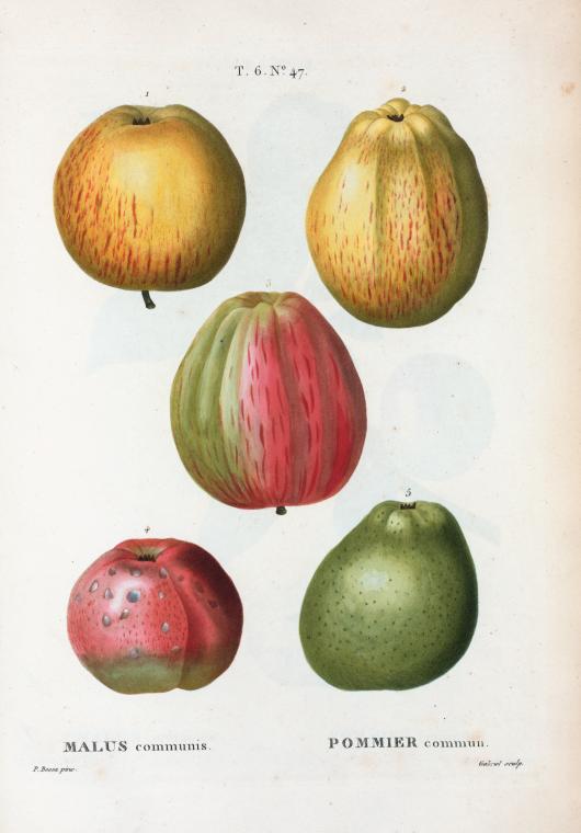 Malus communis = Pommier commun. [More apples]