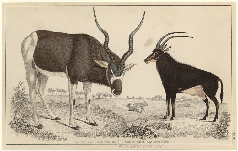 Addax antelope ; Sable antelope