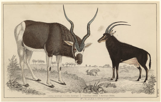 Addax antelope ; Sable antelope