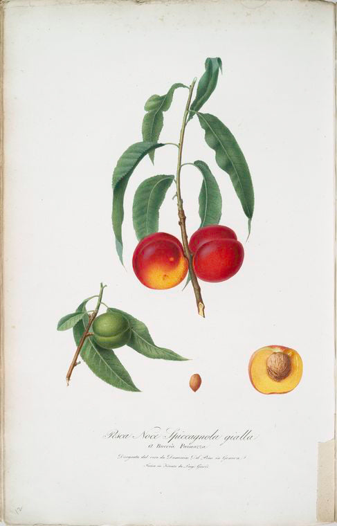Pesca noce spiccagnola gialla a Buccia Paonazza. [Persica ; Walnut peach]