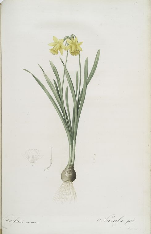 Narcissus minor