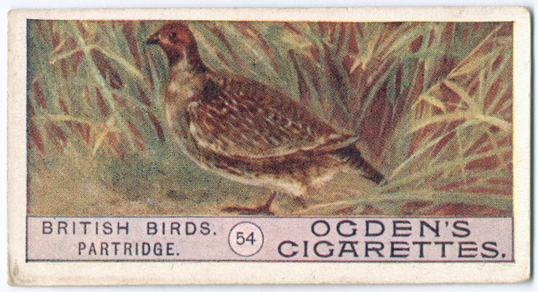 Partridge.
