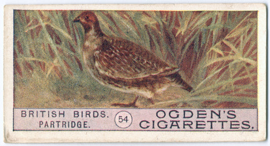 Partridge.