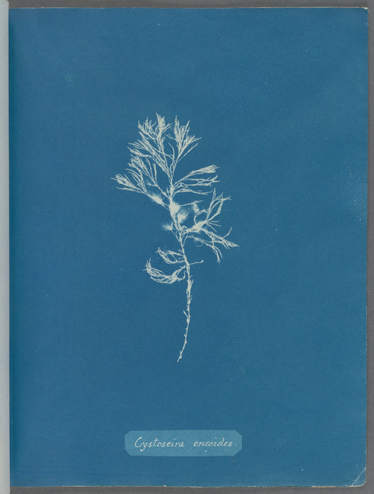 Cystoseira ericoides