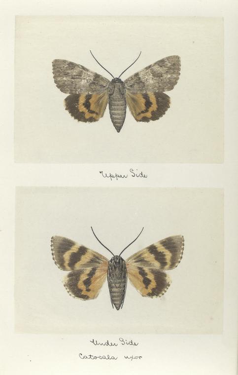 Catocala uxor (upper side; under side).