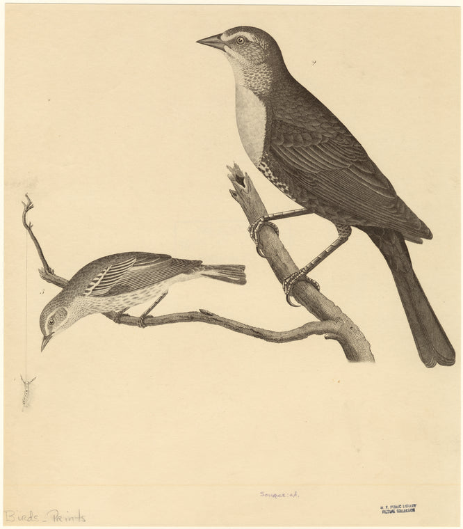 Birds