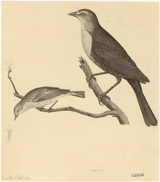 Birds