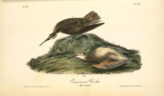 Esquimaux Curlew, 1. Male 2. Female