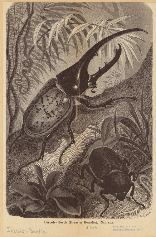 Hercules beetle (Dynastes hercules), nat. size