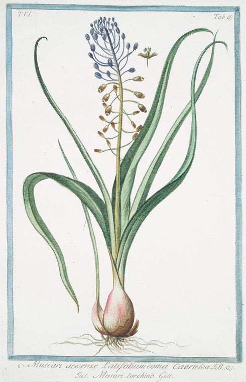 Muscara,  arvense, latifolium coma caerulea = Musari torchino. [Grape hyacinth]