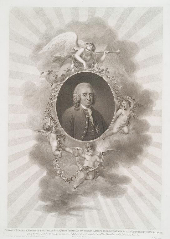 Carolus Linnæus....