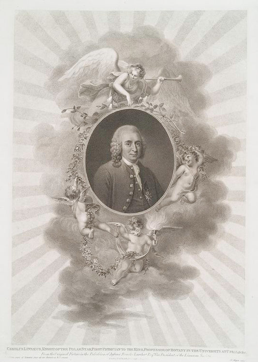 Carolus Linnæus....
