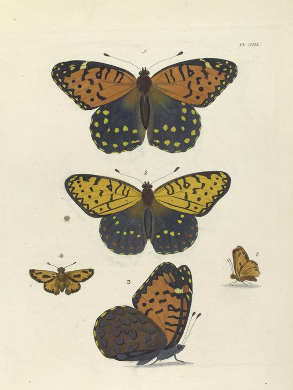 1. 3. Argynnis Idalia (Female); 2. Argynnis Idalia (Male); 4. 5. Pamphila Phylæus.
